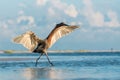 Reddish Egret walking with wings spread wide Royalty Free Stock Photo