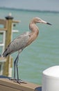 Reddish Egret standing on a fishing pier. Royalty Free Stock Photo