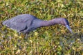 Reddish Egret In Wetlands, Closeup