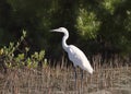 Reddish Egret white morph egretta rufescens