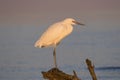 Reddish egret , white morph, fishing in sunset light