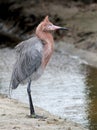 Reddish Egret in the Wind Royalty Free Stock Photo