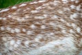 Reddish fawn with white spots along its flanks of the fallow deer dama dama Royalty Free Stock Photo