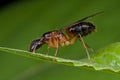 A reddish female winged ant Royalty Free Stock Photo