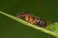 A reddish female winged ant Royalty Free Stock Photo