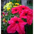 Reddish flowers in closeup with some yellow flowers in background. partiality blurred