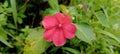 reddish flowers found in the wild