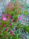 Reddish flowers in the garden.