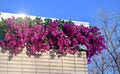 Reddish flowers hanging on a wall of a building