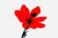 Reddish flowers with white background photo