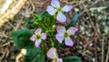 Reddish flowers white and Pink