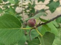 Reddish fresh juicy ripe fig on a tree Royalty Free Stock Photo