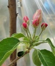 5 Reddish Granny Smith Malus sylvestris Apple Blossoms Under Plastic Tent 2