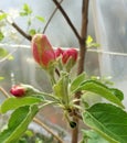 4 Reddish Granny Smith Malus sylvestris Apple Blossoms Under Plastic Tent 2