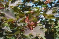 Reddish green foliage and samaras of maple cultivar Royalty Free Stock Photo