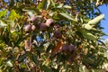 Reddish green seed pod, fruit capsules also called gum nut of Eu