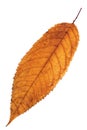 Reddish isolated cherry leaf