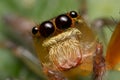 A reddish jumping spider