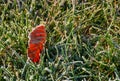 Reddish leaf on ground in frosted green grass