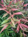 reddish leaves after the rain