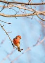 Male House Finch Royalty Free Stock Photo