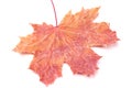 Reddish maple leaf Royalty Free Stock Photo