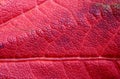 Reddish Maple Leaf, Background Royalty Free Stock Photo