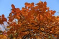 Reddish orange autumnal foliage of smoketree against blue sky