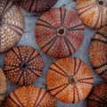 Reddish and orange colorful sea urchins on wet white marble top view Royalty Free Stock Photo