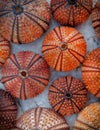 Reddish and orange colorful sea urchins on wet white marble top view Royalty Free Stock Photo