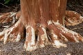 Crepe Myrtle Trunk