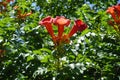 3 orange flowers of Campsis radicans in July