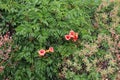 Reddish-orange flowers and lush green foliage of the trumpet vine plant Pyrostegia venusta