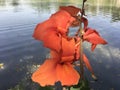 Reddish orange Indian Shot or Canna Lily & x28;Canna indica L.& x29; flowers by the lake Royalty Free Stock Photo