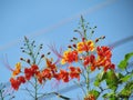 Reddish orange peacock flowers or flame flower tree vertical bouquet Royalty Free Stock Photo