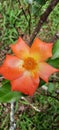 Reddish orange rose close up Royalty Free Stock Photo