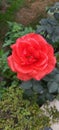 a reddish orange rose in full bloom Royalty Free Stock Photo