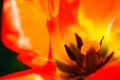 Reddish-orange tulip macro