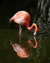 Wading Flamingo Reflected in Dark Water Royalty Free Stock Photo
