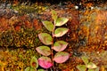 Reddish plant on red brick covered by lichens