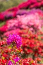 Reddish purple azalea flower Royalty Free Stock Photo