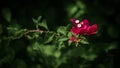 Reddish purple Bouganvillea flower branch against the dark bokeh background