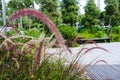 The Reddish-Purple Color of Fountain Grass (Cenchrus Setaceus)