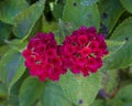 Reddish-purple common lantana, lantana camara, on the island of Maui in the state of Hawaii.