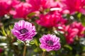 Reddish purple flowers