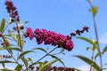 Reddish-purple flowers of Buddleja davidii `Monum` or `Nanho Purple` also called summer lilac, butterfly-bush, or orange eye Royalty Free Stock Photo