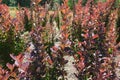 Reddish purple leafage on branches of barberry