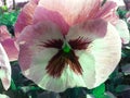 Reddish purple Pansies flower closeup