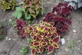 Reddish purple and yellow foliage of Coleus scutellarioides in July Royalty Free Stock Photo