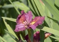 Reddish-purple and yellow orchid bloom with honeybee, Dallas Arboretum